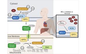Cell子刊：抗凋亡MCL-1在<font color='red'>線粒體</font>代謝中的作用