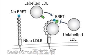 《Nature Microbiology》出血熱病毒如何進入人體細胞？