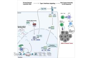 Cell：ARID1A突變如何增強癌癥免疫療法的效果