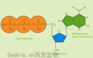 賞盡“分子<font color='red'>診斷原料</font>”之脫氧核苷酸