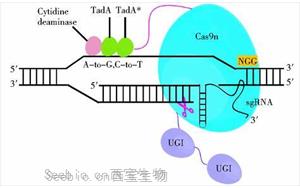 Nature Biotechnology：一種新的<font color='red'>基因編輯</font>系統(tǒng)可以治療復(fù)雜的疾病