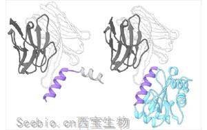 Nature子刊：破解艾滋病毒防御——創新疫苗