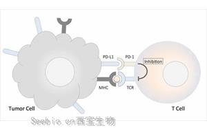 《Nature》肥胖與癌癥之間的聯系