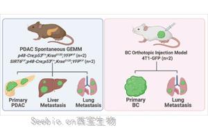 Nature子刊：一種幫助癌細胞擴散到全身的基因