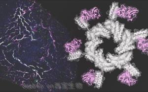 Cell：精準的蛋白質得以修復受損的心臟和腎臟