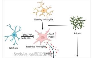 《Nature Neuroscience》能抵抗朊病毒的細胞有什么特征？