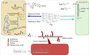 Nature子刊：膳食纖維促進(jìn)<font color='red'>腸道</font>細(xì)菌對有益氨基酸的轉(zhuǎn)化