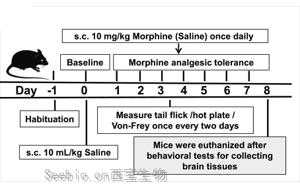 S-亞硝基化谷胱甘肽還原酶（GSNOR）調控嗎啡鎮痛耐受的分子機制