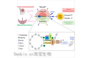 Cell：癌癥和懷孕具有共同的免疫分子機(jī)制！