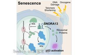 一個核仁小分子RNA在調節細胞衰老的作用：SNORA13是多種衰老必需的