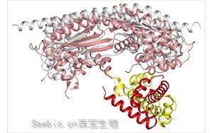 Nature子刊：兩種調節<font color='red'>線粒體</font>自噬的蛋白質，開辟了一條新的途徑