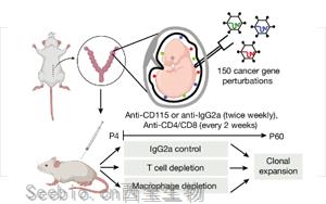 Nature：獨特的基因程序驅動癌癥的發展