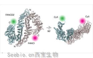 《Nature》新發現揭示了<font color='red'>DNA修復</font>途徑的關鍵過程