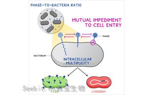 《Current Biology》廣為人知的<font color='red'>噬菌體</font>感染又有新發現