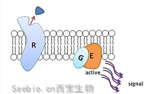 Cell子刊：獨(dú)特的機(jī)制保護(hù)胰腺細(xì)胞免受炎癥的影響