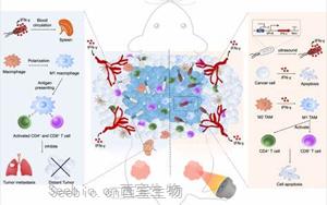 Science子刊：新治療方法促進<font color='red'>小鼠多能干細胞</font>的產生