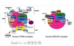 Science突破性研究揭示了TIP60在DNA通路和疾病機制中的作用