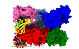 《PNAS》AlphaFold2助力揭示細胞質量控制的<font color='red'>關鍵蛋白</font>復合物