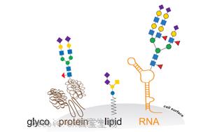 Cell新研究直面挑戰：揭開GlycoRNA的面紗——它們確實存在