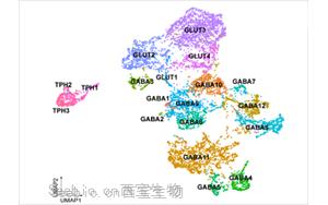 Science：嗎啡緩解<font color='red'>疼痛</font>的機制