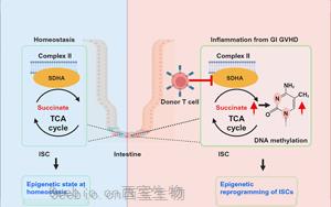 Cell Stem Cell：炎癥會(huì)給<font color='red'>腸道</font>干細(xì)胞留下持久的印象，從而降低它們的愈合能力