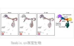 《Nature》表觀遺傳修飾成功將星形膠質(zhì)細(xì)胞重編程為腦干細(xì)胞