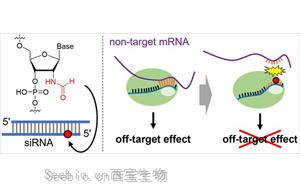 一種新化學(xué)修飾可以減少<font color='red'>siRNA藥物</font>的脫靶效應(yīng)