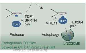 《Cell》核自噬——癌癥治療中關(guān)鍵的DNA修復機制