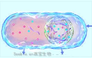 細(xì)胞凝聚物幫助調(diào)節(jié)細(xì)胞質(zhì)的電化學(xué)環(huán)境