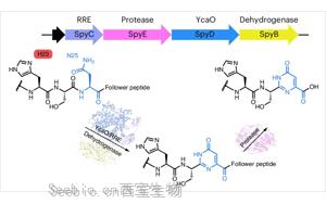 自然發生的DNA-蛋白質融合分子