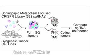 《Nature》脂質(zhì)分子怎樣促進癌癥生長？