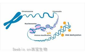 PNAS：細(xì)胞在重編程過程中難以完全改變身份的原因