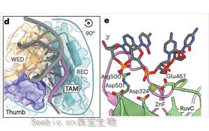 真核CRISPR-Cas同源物Fanzor2的結構顯示了基因編輯的前景