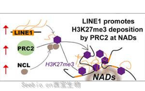 科學家揭示了“自私DNA”在人類早期發育中的關鍵作用