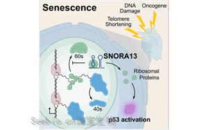 《Cell》一種small RNA有潛力逆轉衰老