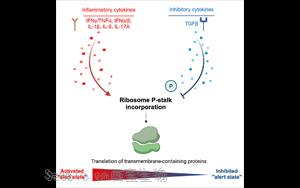 Cell：癌細胞通過改變核糖體來逃避免疫系統
