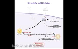 科學食療：切斷癌細胞獲取脂肪的途徑，誘導鐵死亡加強<font color='red'>癌癥</font>治療