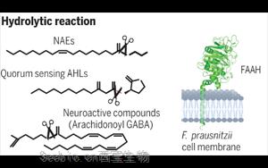 Science：有益的腸道微生物具有驚人的代謝能力！