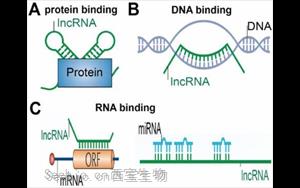 NEJM：首次發(fā)現(xiàn)lncRNA基因缺失引起神經(jīng)發(fā)育疾病