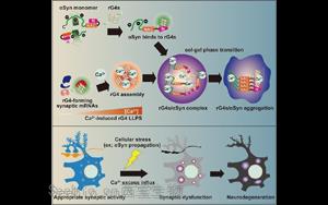 《Cell》與<font color='red'>帕金森病</font>相關的蛋白質聚集的新機制
