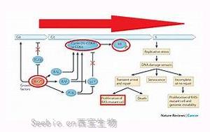 《Nature》腸道中的某些大腸桿菌如何促進結腸癌？