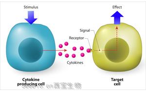 細胞因子和<font color='red'>細胞因子受體</font>:在炎癥與免疫調節中的雙重角色
