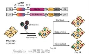 EGFR基因突變，基因編輯技術揭示<font color='red'>癌癥</font>耐藥性途徑