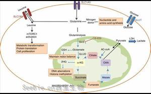 Science：首次發現谷氨酰胺代謝開關是紅細胞發育的關鍵