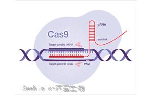 Science：一種開創性的遺傳方法——利用<font color='red'>CRISPR-Cas</font>9技術，激活細菌隱藏的藥物潛能