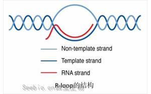 Science：真的沒想到，RNA:DNA這種特殊“三明治”結構與情緒體驗密切相關