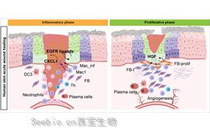 《Cell Stem Cell》單細(xì)胞解析<font color='red'>傷口愈合</font>的分子動(dòng)力學(xué)