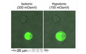 《Nature Biomedical Engineering》疼痛研究新突破：一種更安全、不會上癮的方法