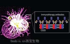 Science先進(jìn)技術(shù)揭示治療性單克隆抗體與CD20分子相互作用機(jī)制