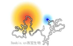 《Nature》解鎖未知分子開關：一種特定蛋白質區域導致乳腺癌